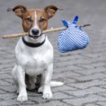 /album/galerie-photos/chien-213-1-jpg/